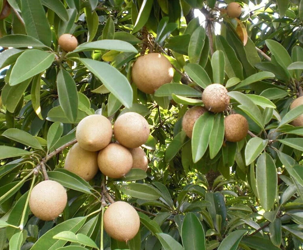 Sapodilla Tree